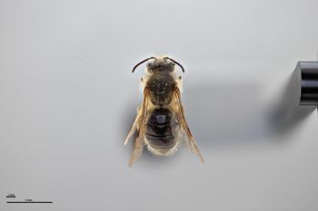 Media type: image;   Entomology 772945 Aspect: habitus dorsal view